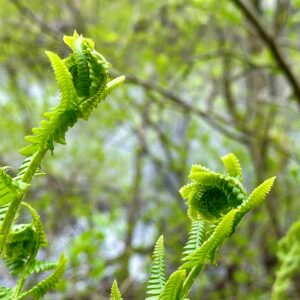 Close-up of bright green fern fiddleheads unfurling against a blurred forest background