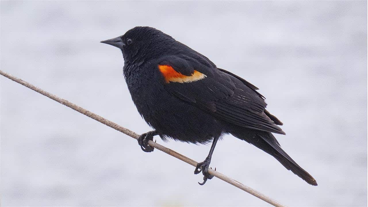 Red-winged black bird