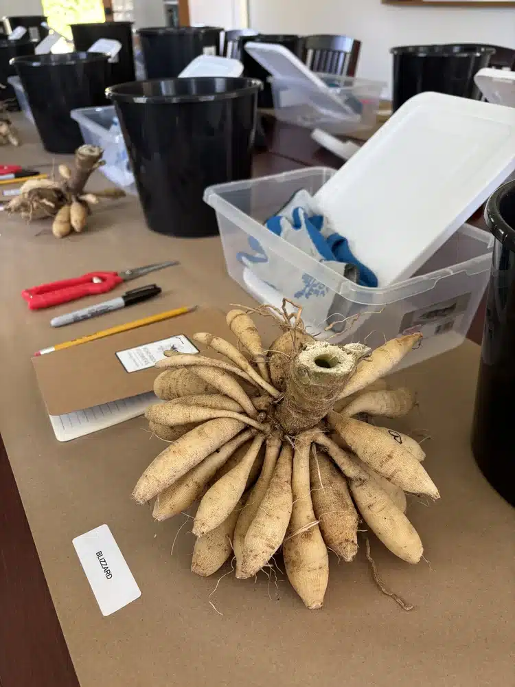 Dahlia tuber clump ready to be divided