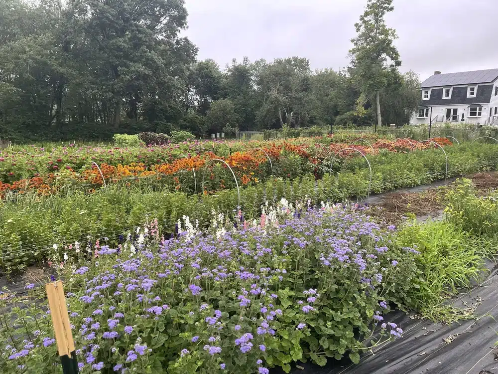 Echo Rock Flower Farm in Westerly, Rhode Island