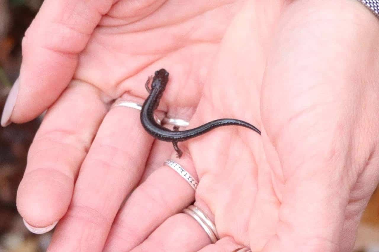 Salamander found on a hike at Wahaneeta Preserve
